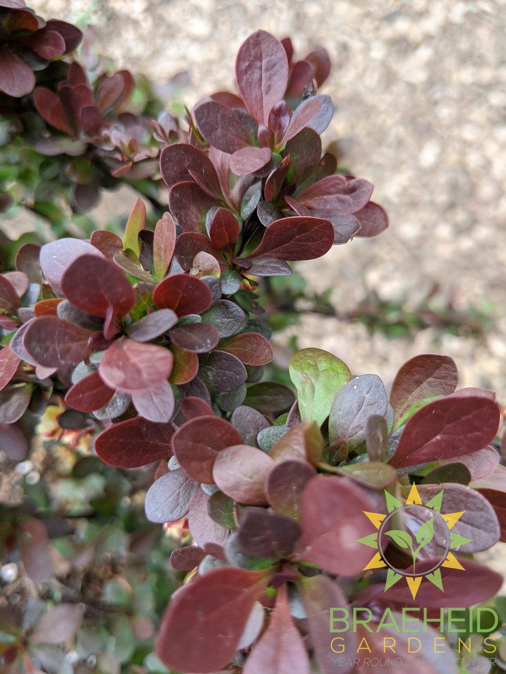 Cherry Bomb® Japanese Barberry