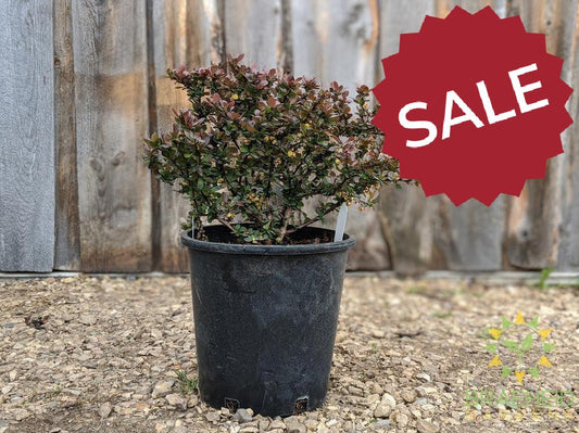 Cherry Bomb® Japanese Barberry