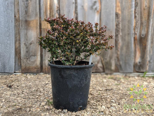 Cherry Bomb® Japanese Barberry