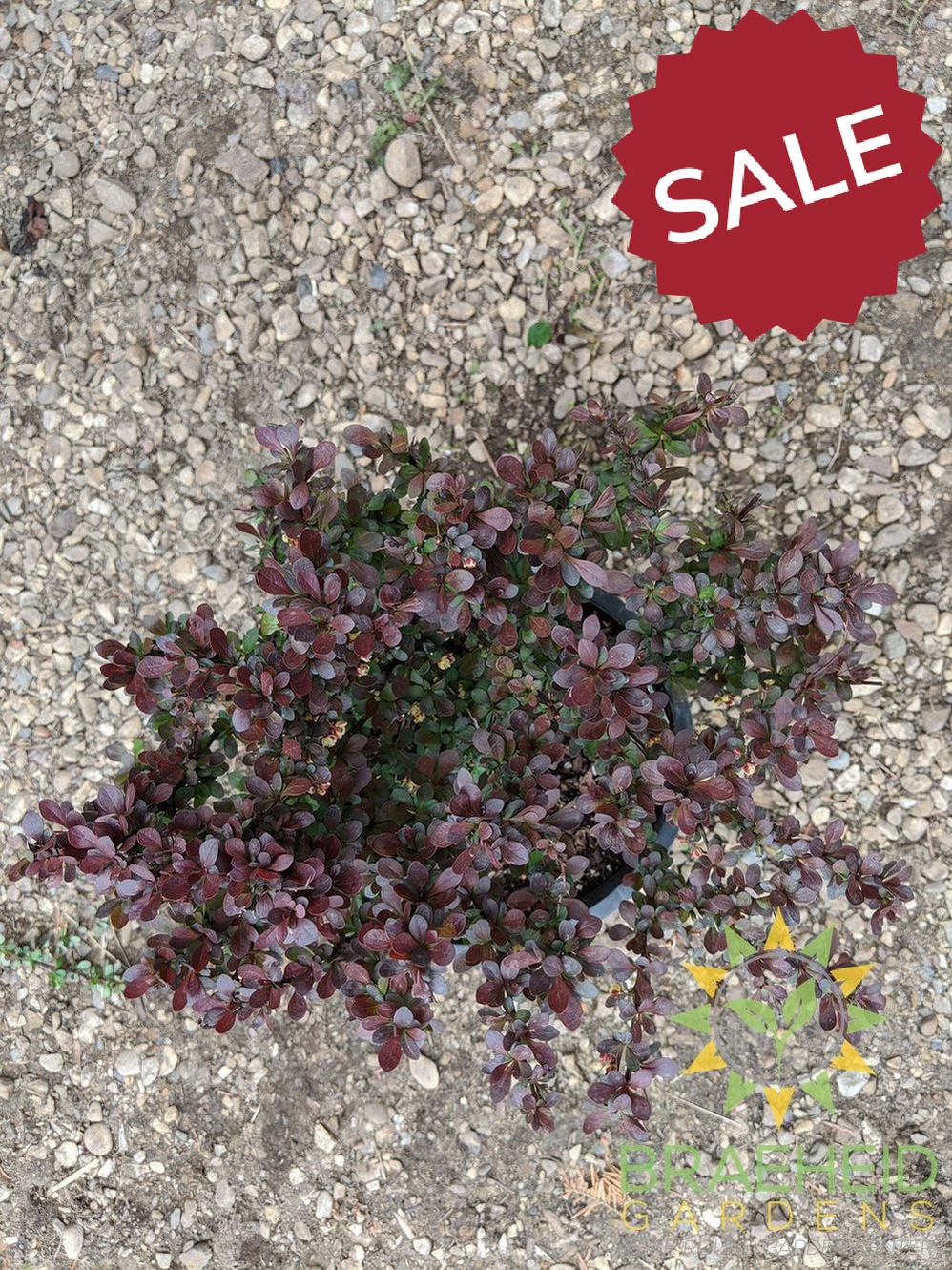 Cherry Bomb® Japanese Barberry