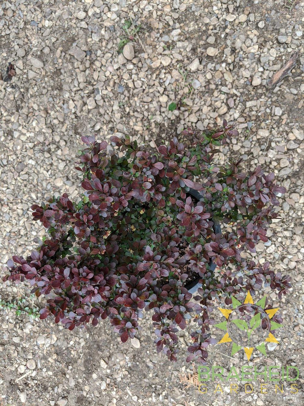 Cherry Bomb® Japanese Barberry