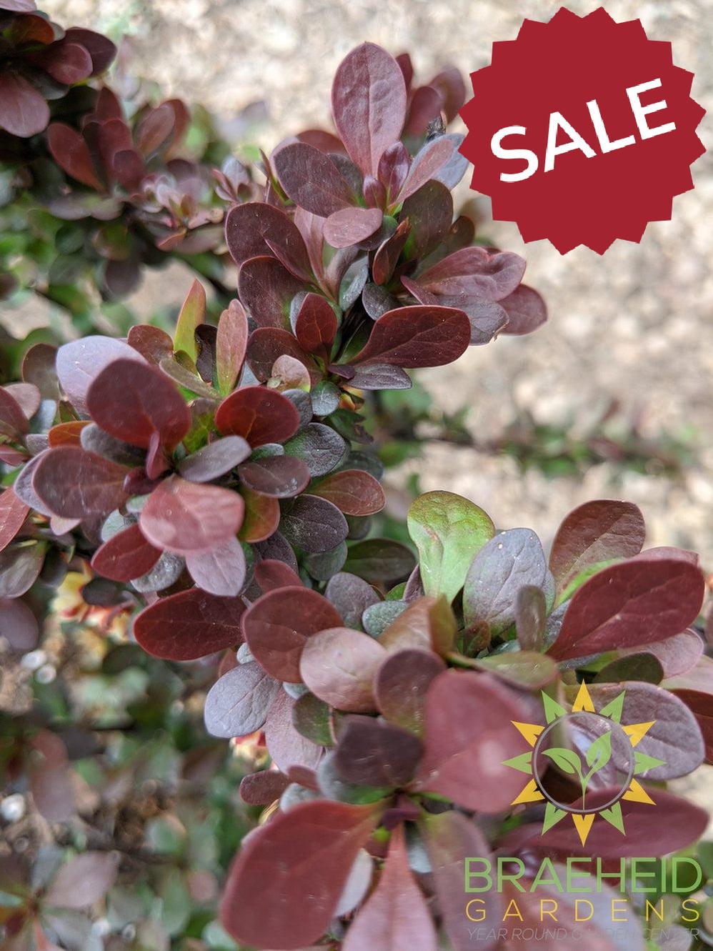 Cherry Bomb® Japanese Barberry