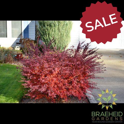 Cherry Bomb® Japanese Barberry