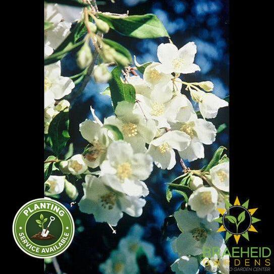 Cheyenne® Mock Orange