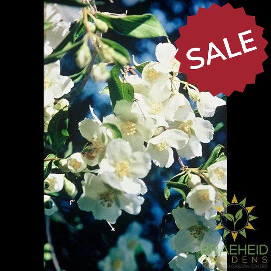 Cheyenne® Mock Orange