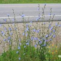 Chicory