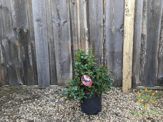 Chinook Sunrise Rose - Vineland