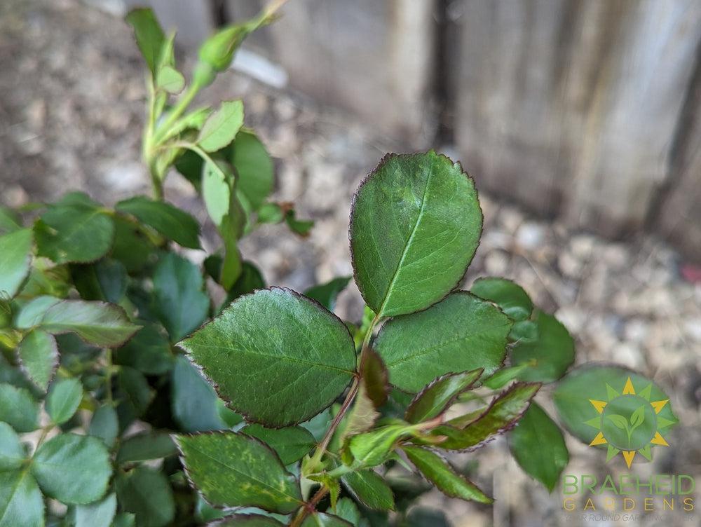 Chinook Sunrise Rose - Vineland