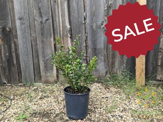Buy Chippewa Blueberry an Edible Shrub in Grande Prairie Alberta - Braeheid Gardens Ltd.