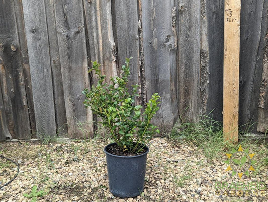 Buy Chippewa Blueberry an Edible Shrub in Grande Prairie Alberta - Braeheid Gardens Ltd.
