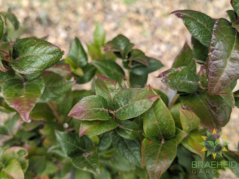Buy Chippewa Blueberry an Edible Shrub in Grande Prairie Alberta - Braeheid Gardens Ltd.
