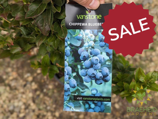 Buy Chippewa Blueberry an Edible Shrub in Grande Prairie Alberta - Braeheid Gardens Ltd.