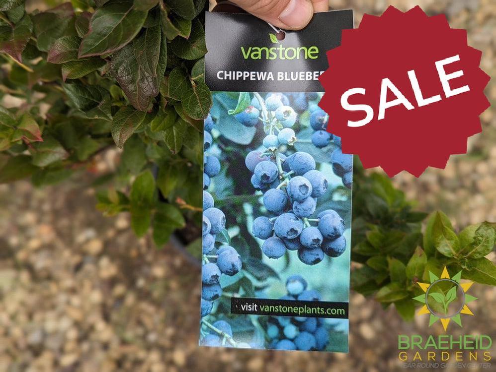 π Auction #2 β From Yard to Table: Cherries, Plums & Berries