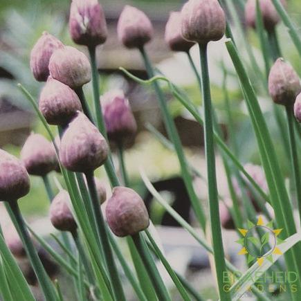 Chive