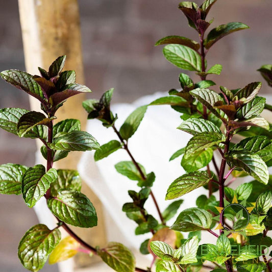 Chocolate Mint Rootstock