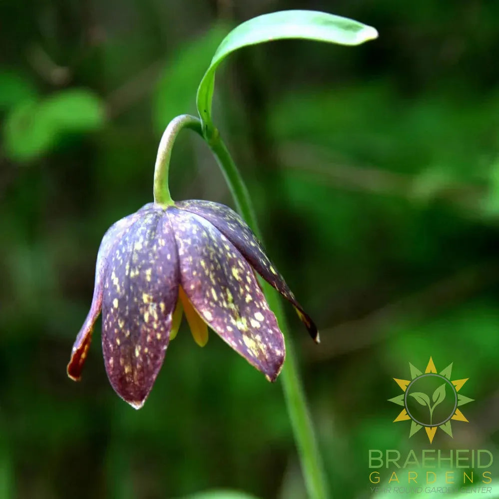 Chocolate Lily