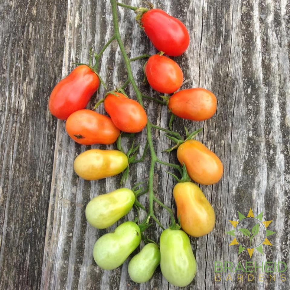 Christmas Lights Tomato