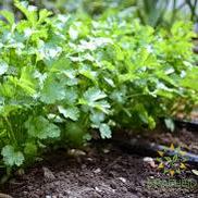Cilantro