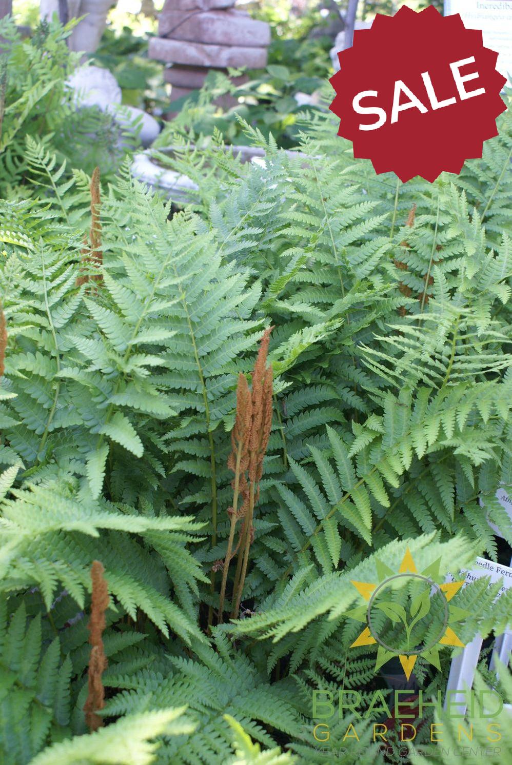 Cinnamon Fern