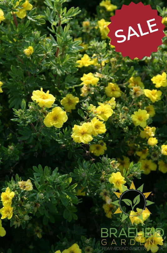 Citrus Tart Potentilla