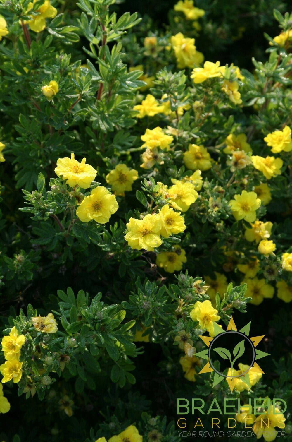 Citrus Tart Potentilla