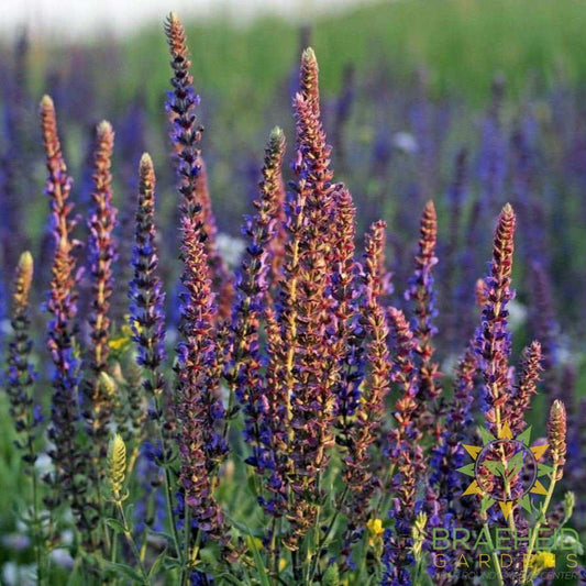 Clary Sage