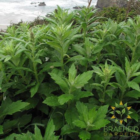 Coastal Mugwort