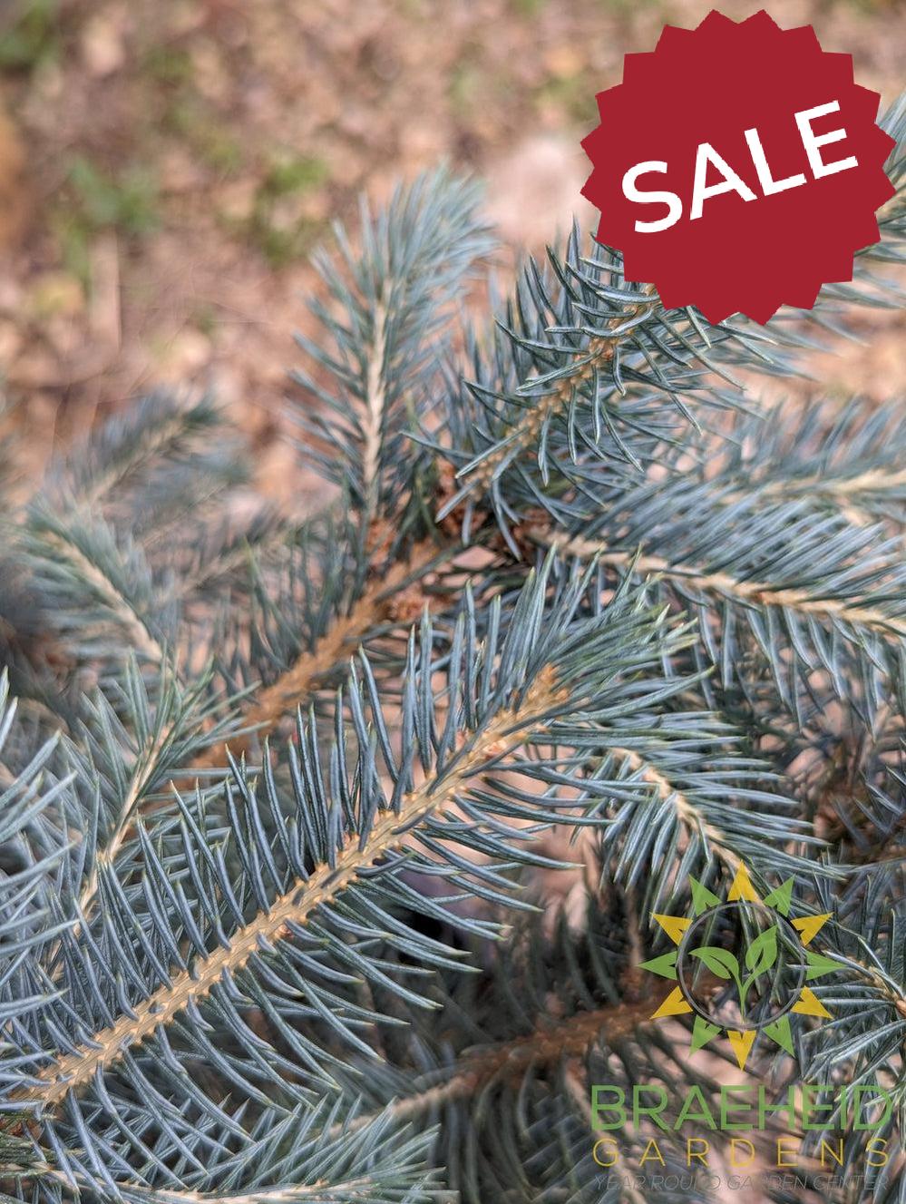 Colorado Spruce- Tree for sale, Grown in Grande Prairie -Braeheid Gardens Ltd. on Emerson Trail