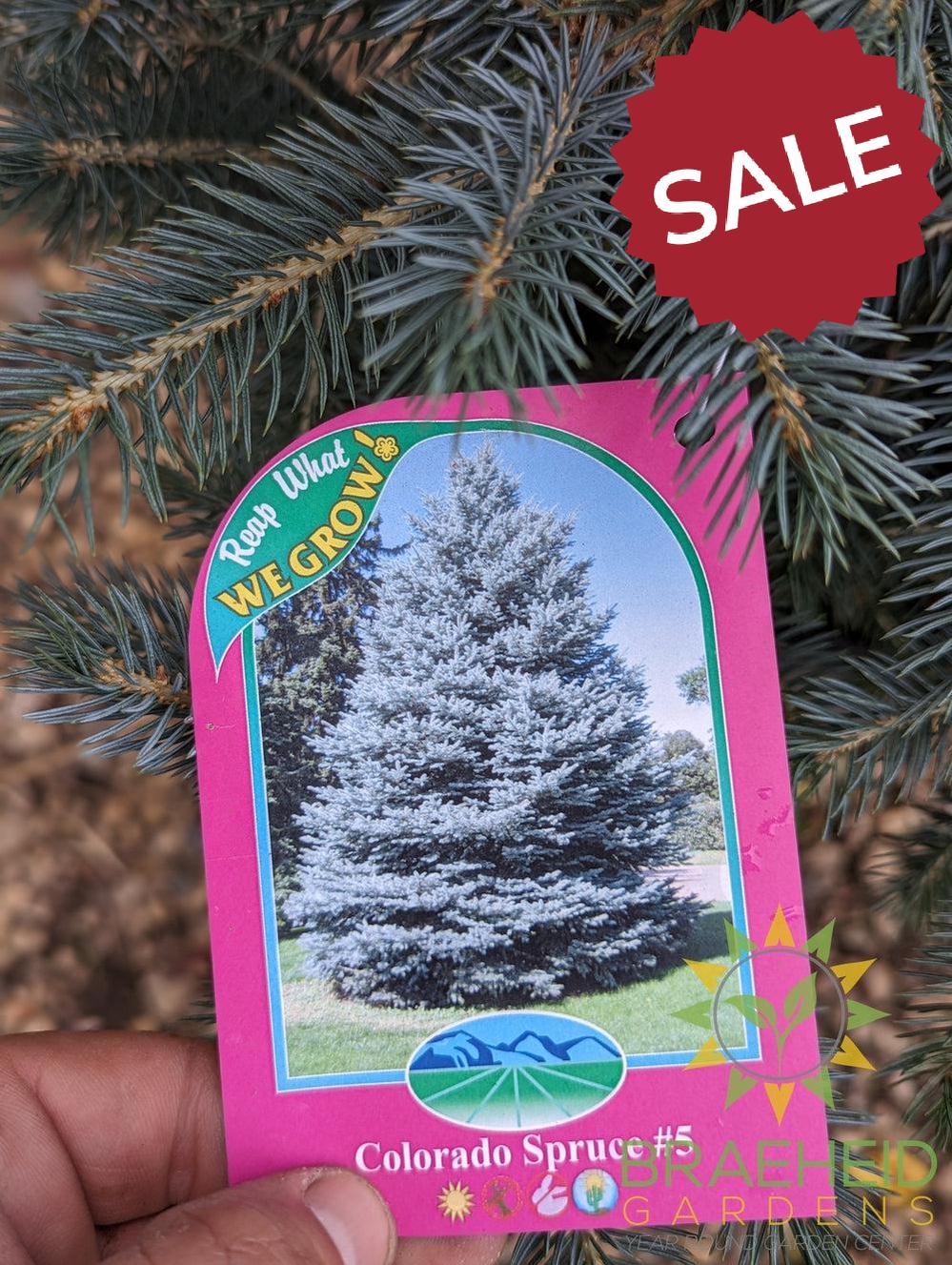 Colorado Spruce- Tree for sale, Grown in Grande Prairie -Braeheid Gardens Ltd. on Emerson Trail