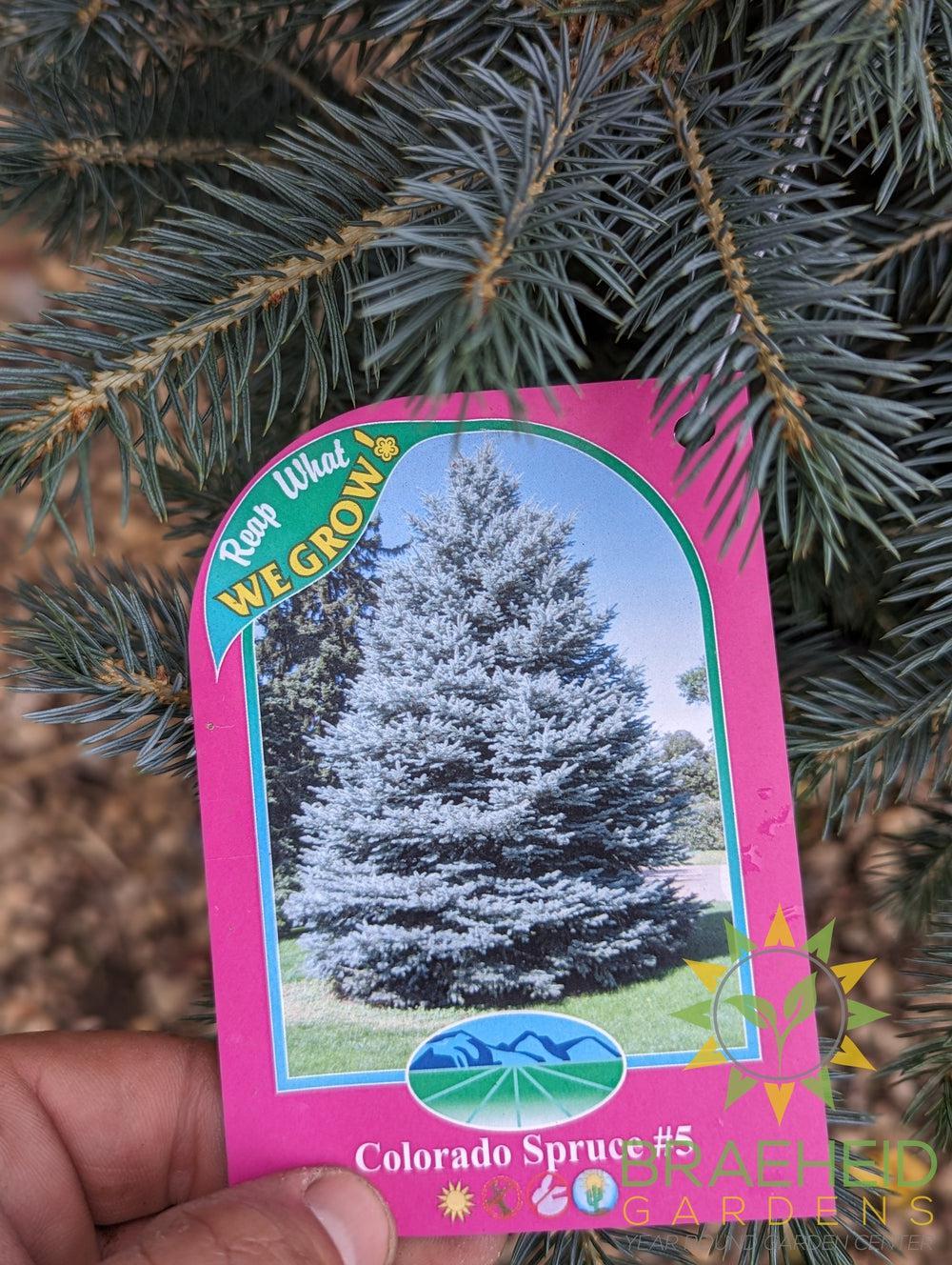 Colorado Spruce- Tree for sale, Grown in Grande Prairie -Braeheid Gardens Ltd. on Emerson Trail