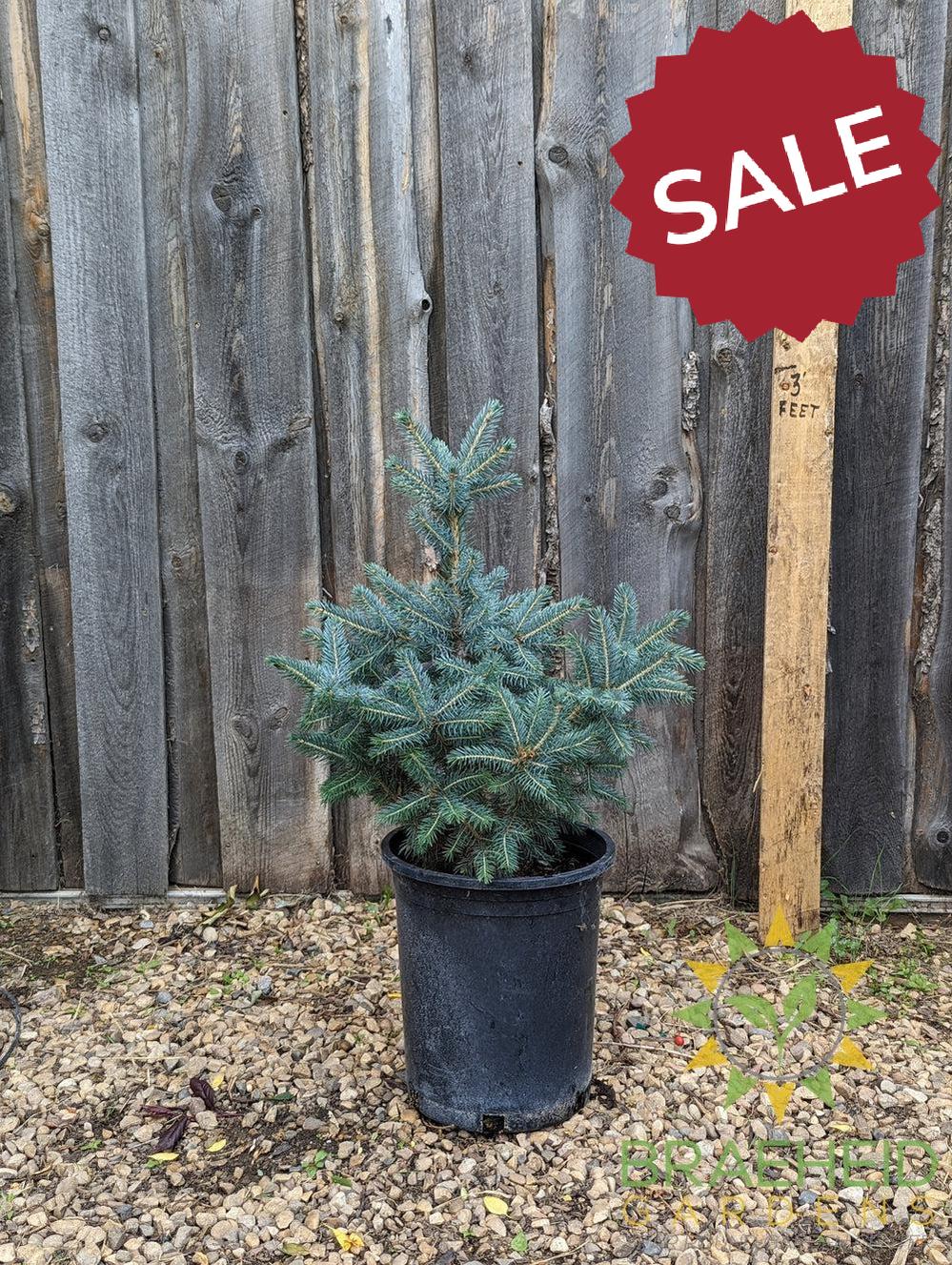 Colorado Spruce- Tree for sale, Grown in Grande Prairie -Braeheid Gardens Ltd. on Emerson Trail