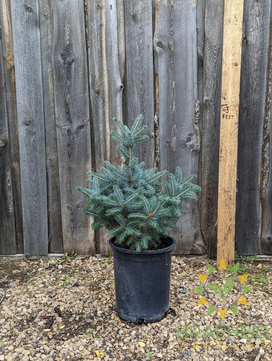 Colorado Spruce- Tree for sale, Grown in Grande Prairie -Braeheid Gardens Ltd. on Emerson Trail