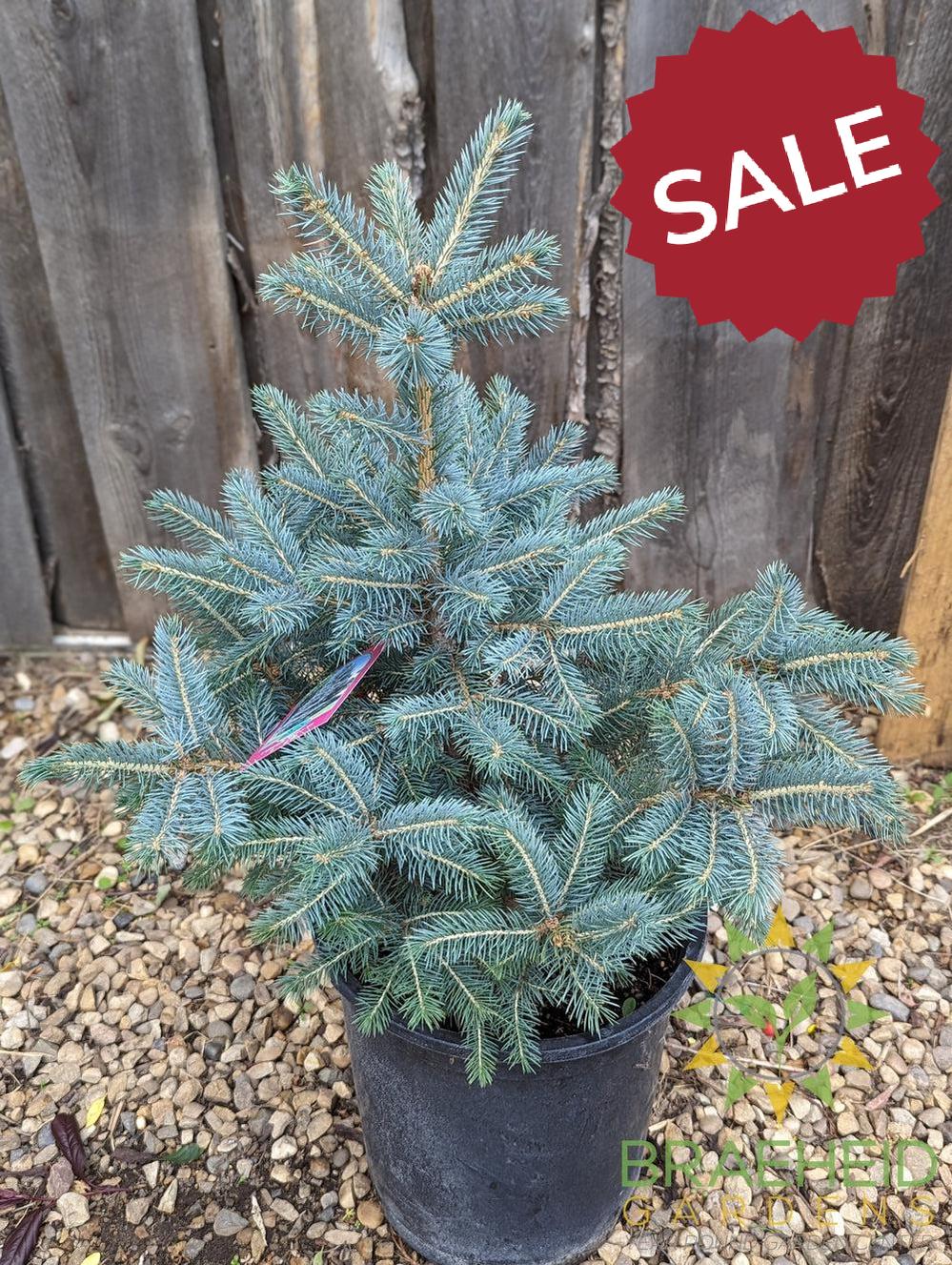 Colorado Spruce- Tree for sale, Grown in Grande Prairie -Braeheid Gardens Ltd. on Emerson Trail