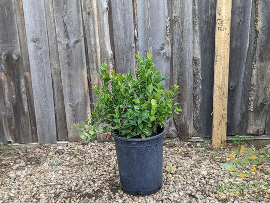 Buy Combo Blueberry an Edible Shrub in Grande Prairie Alberta - Braeheid Gardens Ltd.