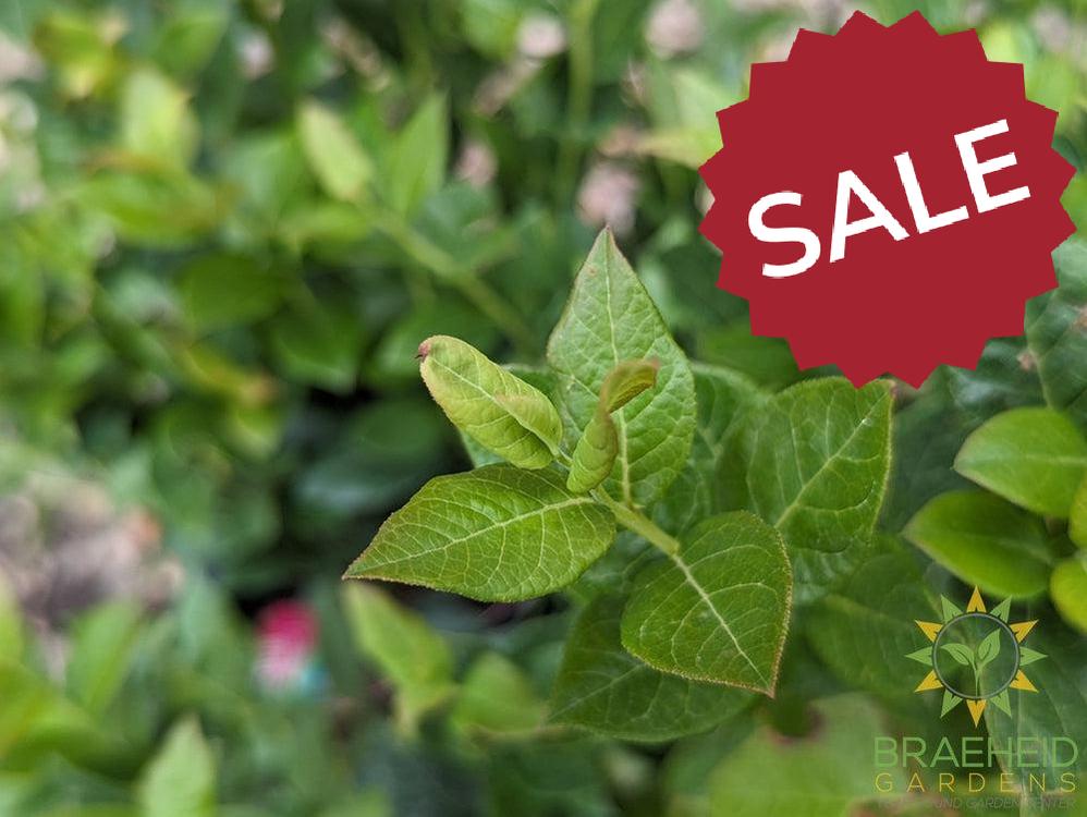 Buy Combo Blueberry an Edible Shrub in Grande Prairie Alberta - Braeheid Gardens Ltd.