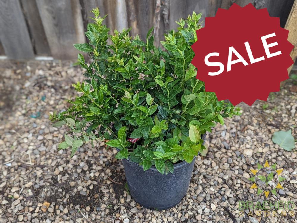 Buy Combo Blueberry an Edible Shrub in Grande Prairie Alberta - Braeheid Gardens Ltd.