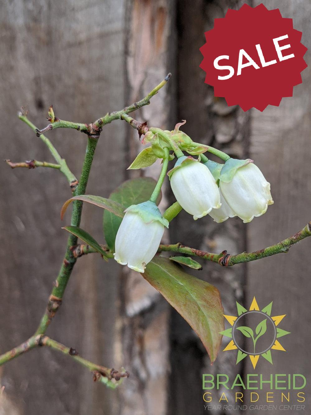 Buy Combo Blueberry an Edible Shrub in Grande Prairie Alberta - Braeheid Gardens Ltd.