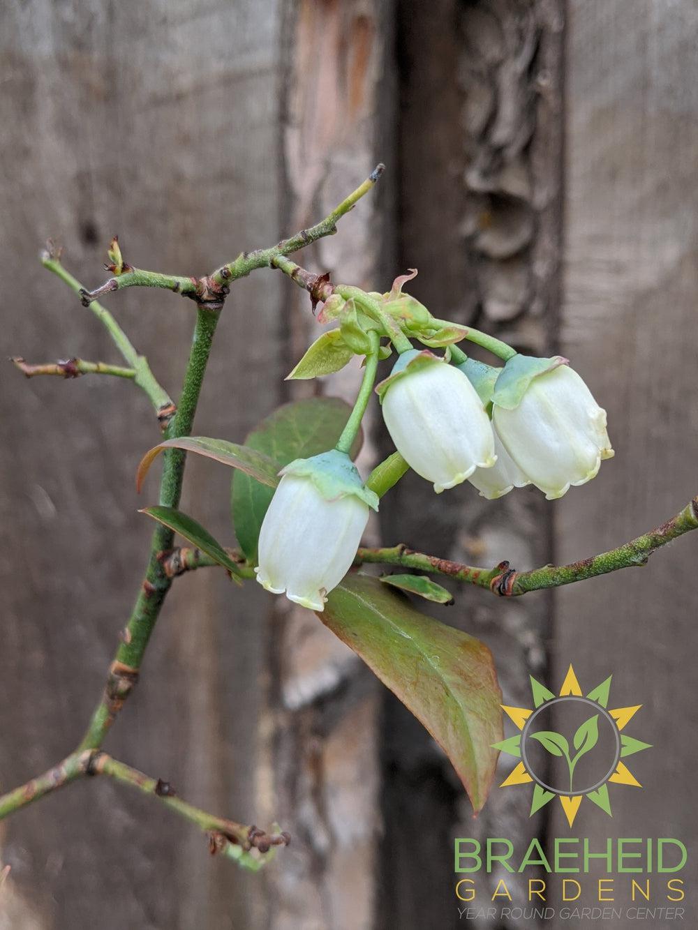 Buy Combo Blueberry an Edible Shrub in Grande Prairie Alberta - Braeheid Gardens Ltd.