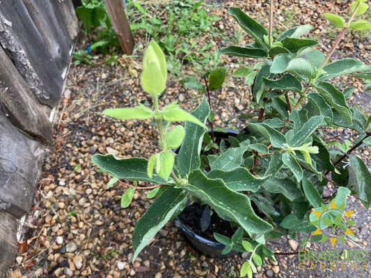 Buy Combo Haskap Berry an Edible Shrub in Grande Prairie Alberta - Braeheid Gardens Ltd.