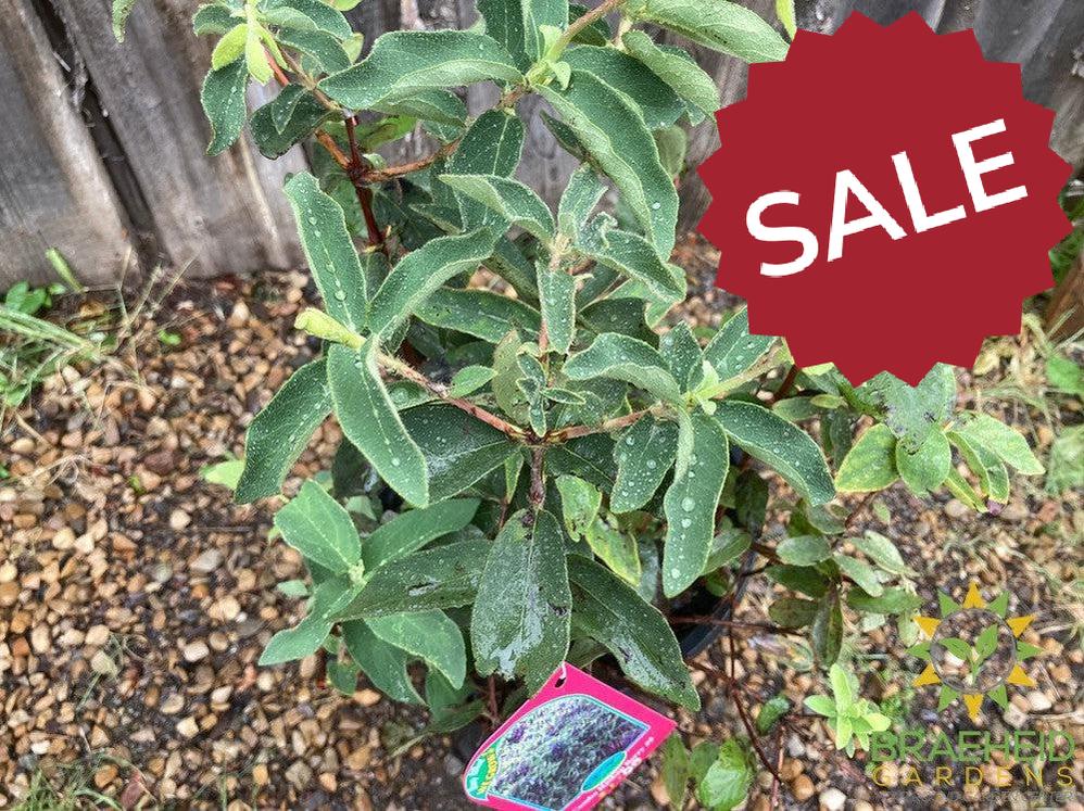 Buy Combo Haskap Berry an Edible Shrub in Grande Prairie Alberta - Braeheid Gardens Ltd.