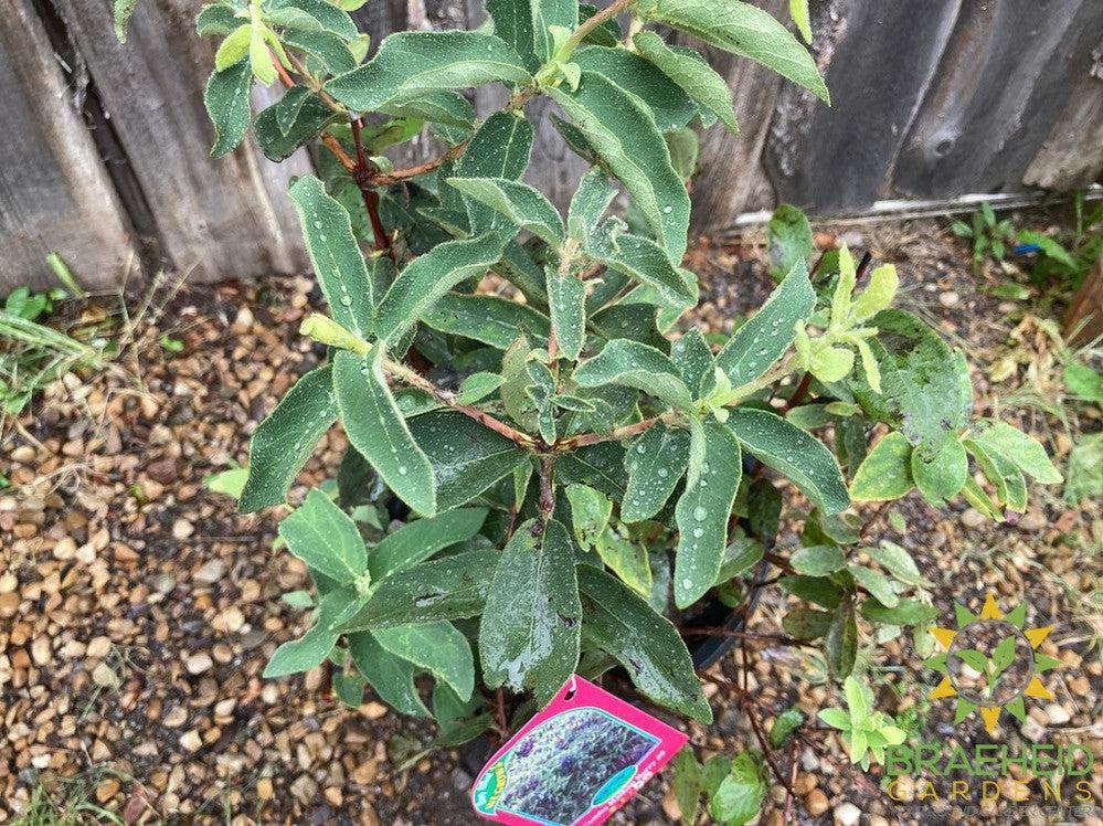 Buy Combo Haskap Berry an Edible Shrub in Grande Prairie Alberta - Braeheid Gardens Ltd.