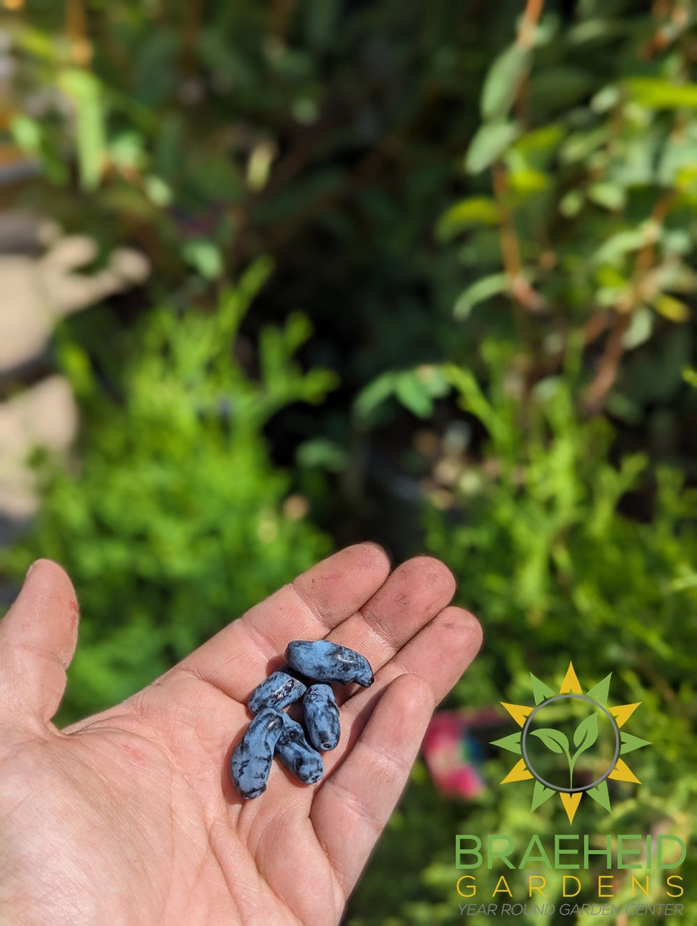 Edible Berry and fruit Shrub Bundle