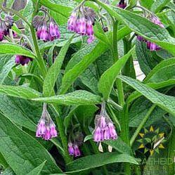 Comfrey (Bocking 14) Rootstock