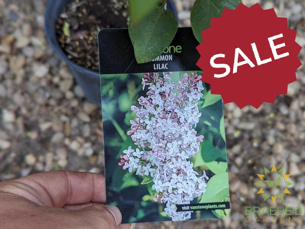 Common Lilac