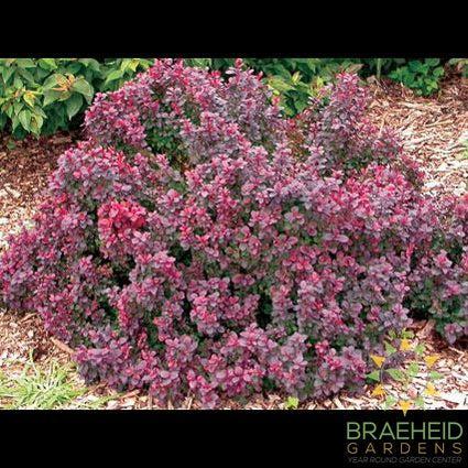 Concorde Barberry