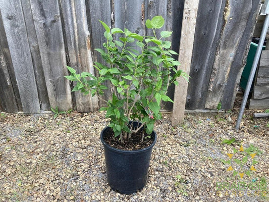 Congo French Lilac