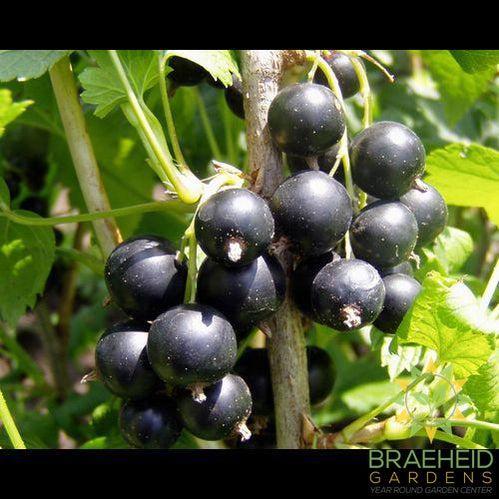 Buy Consort Black Currant an Edible Shrub in Grande Prairie Alberta - Braeheid Gardens Ltd.