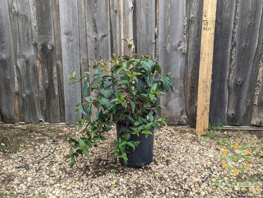 Copper Dwarf Bush Honeysuckle