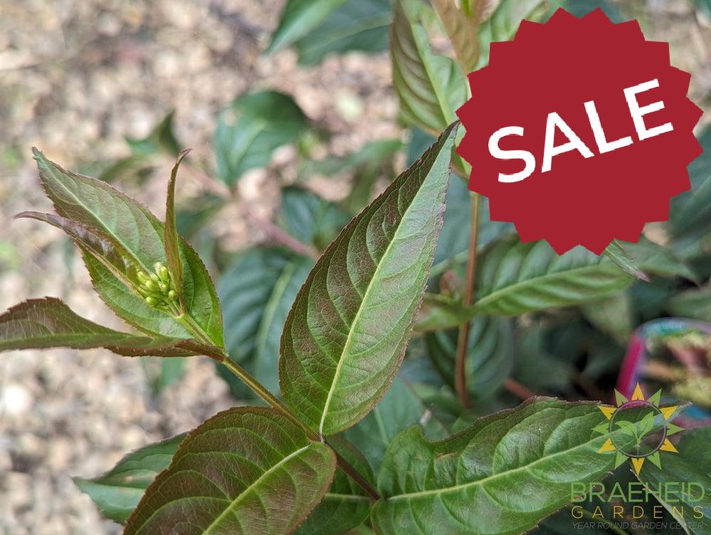 Copper Dwarf Bush Honeysuckle