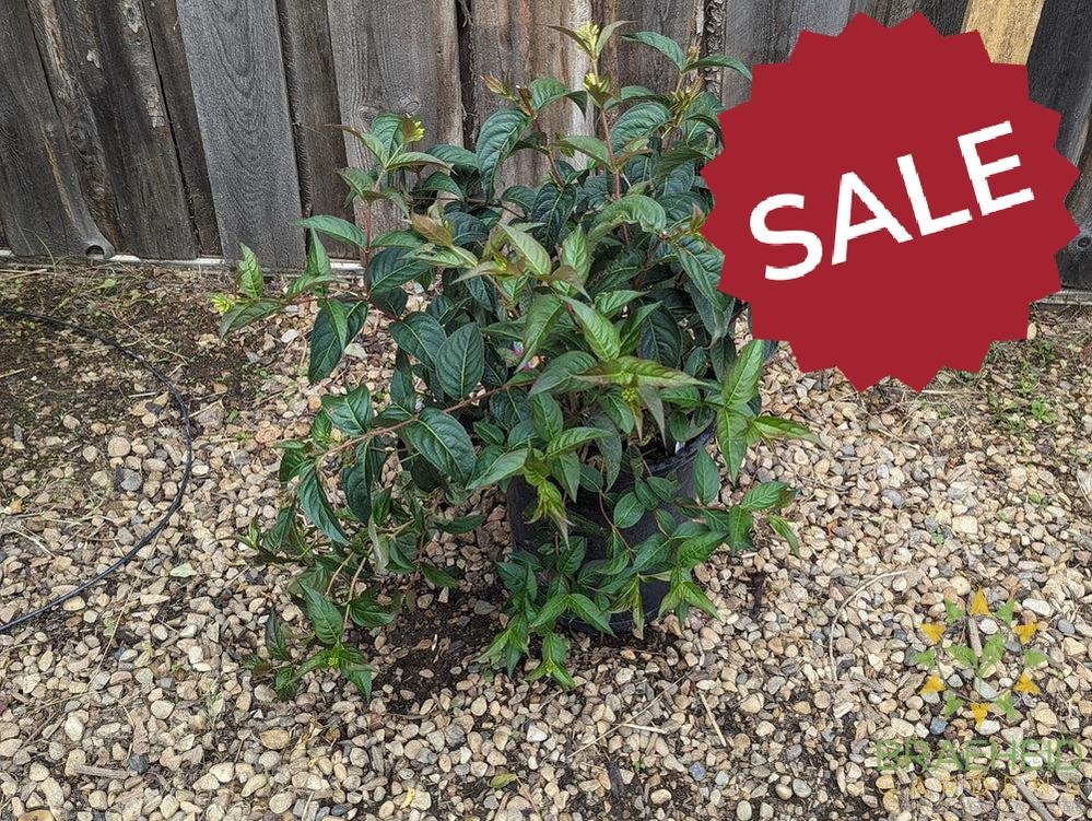 Copper Dwarf Bush Honeysuckle